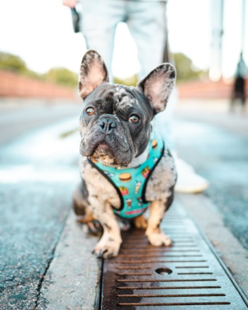 gray merle frenchie wearing a blue harness